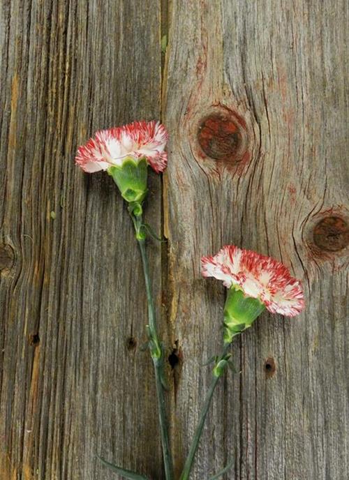 MONTOYA BI-COLOR RED/WHITE CARNATIONS